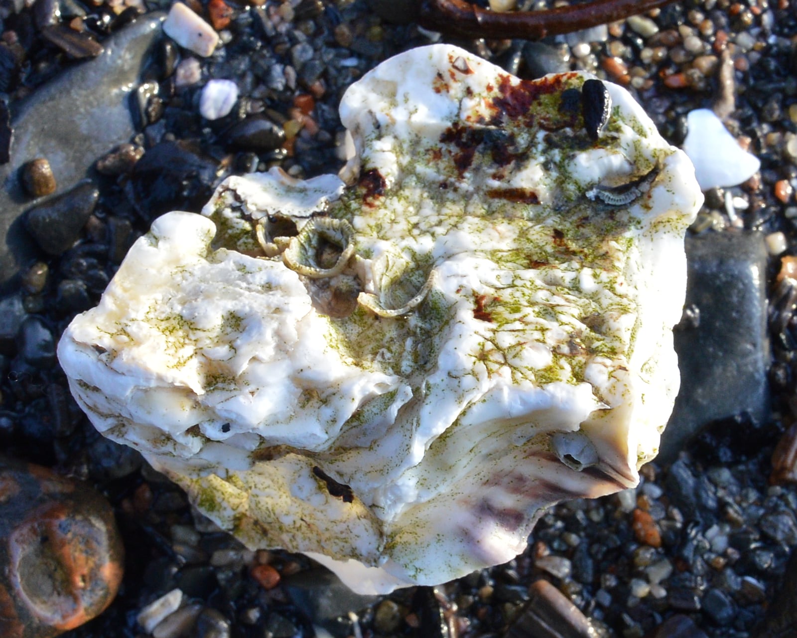 Huître creuse du Pacifique fixée sur un estran rocheux.