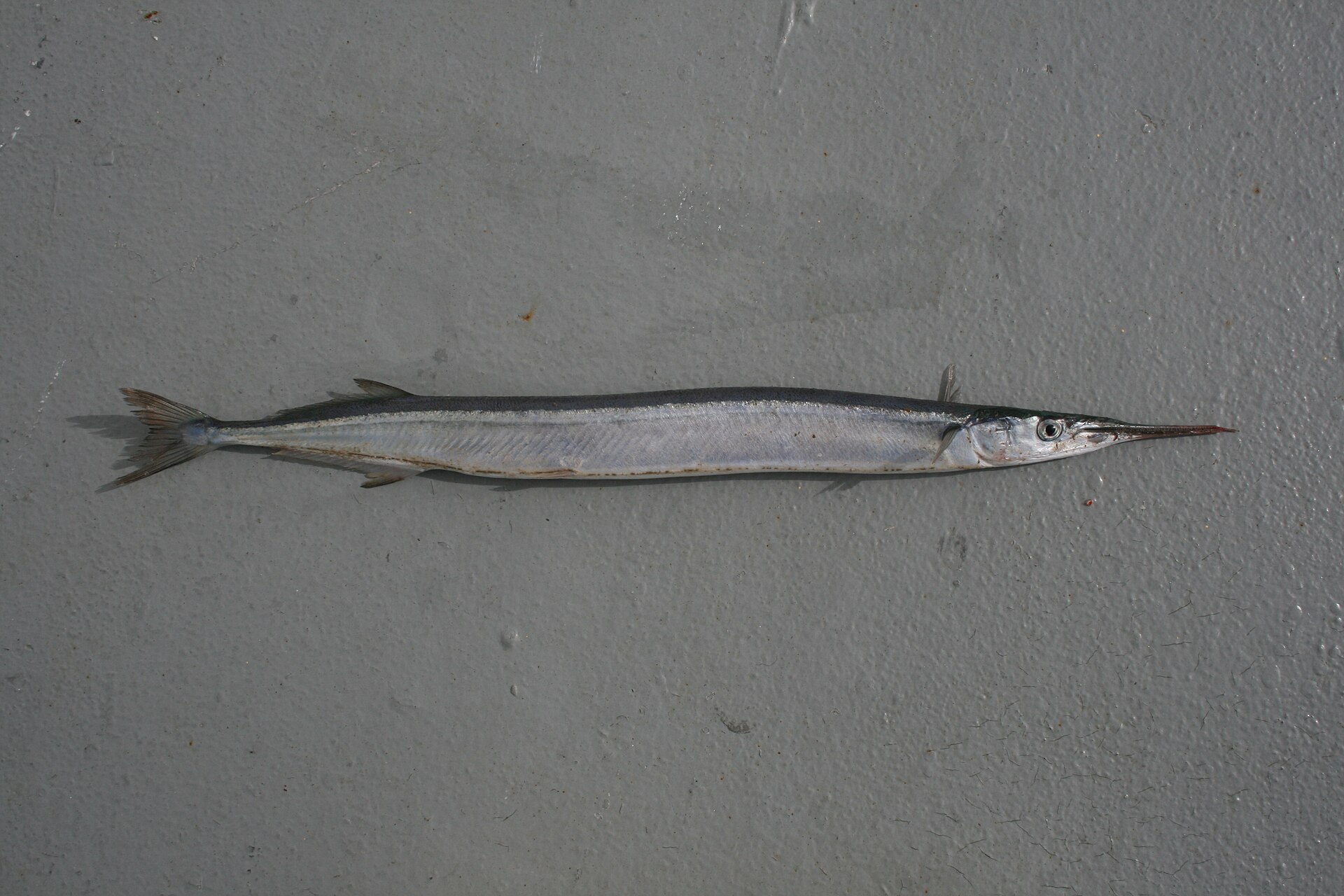 Détail de la tête et du long bec d’une orphie.