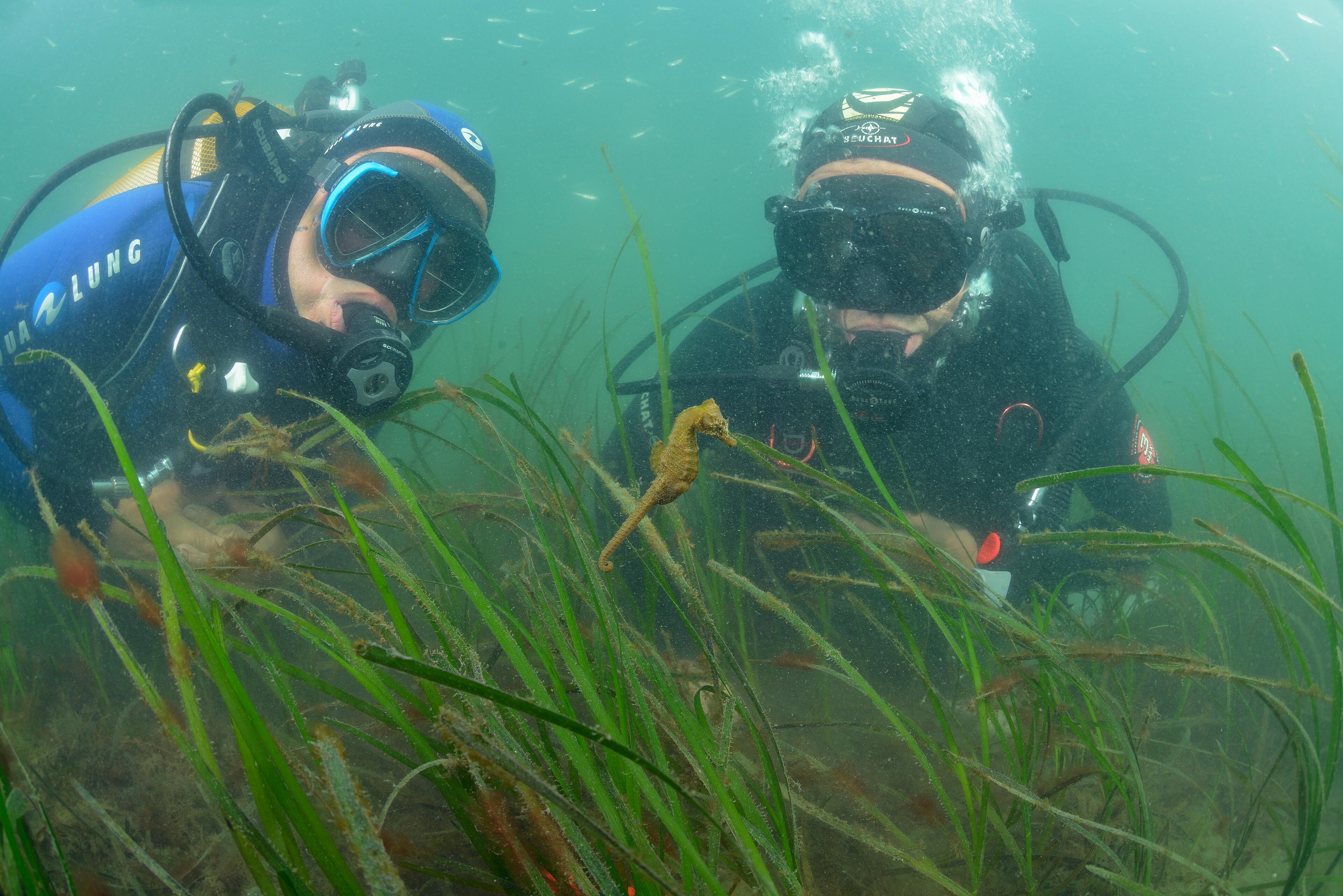 Hippocampe moucheté vu de profil dans la végétation marine.