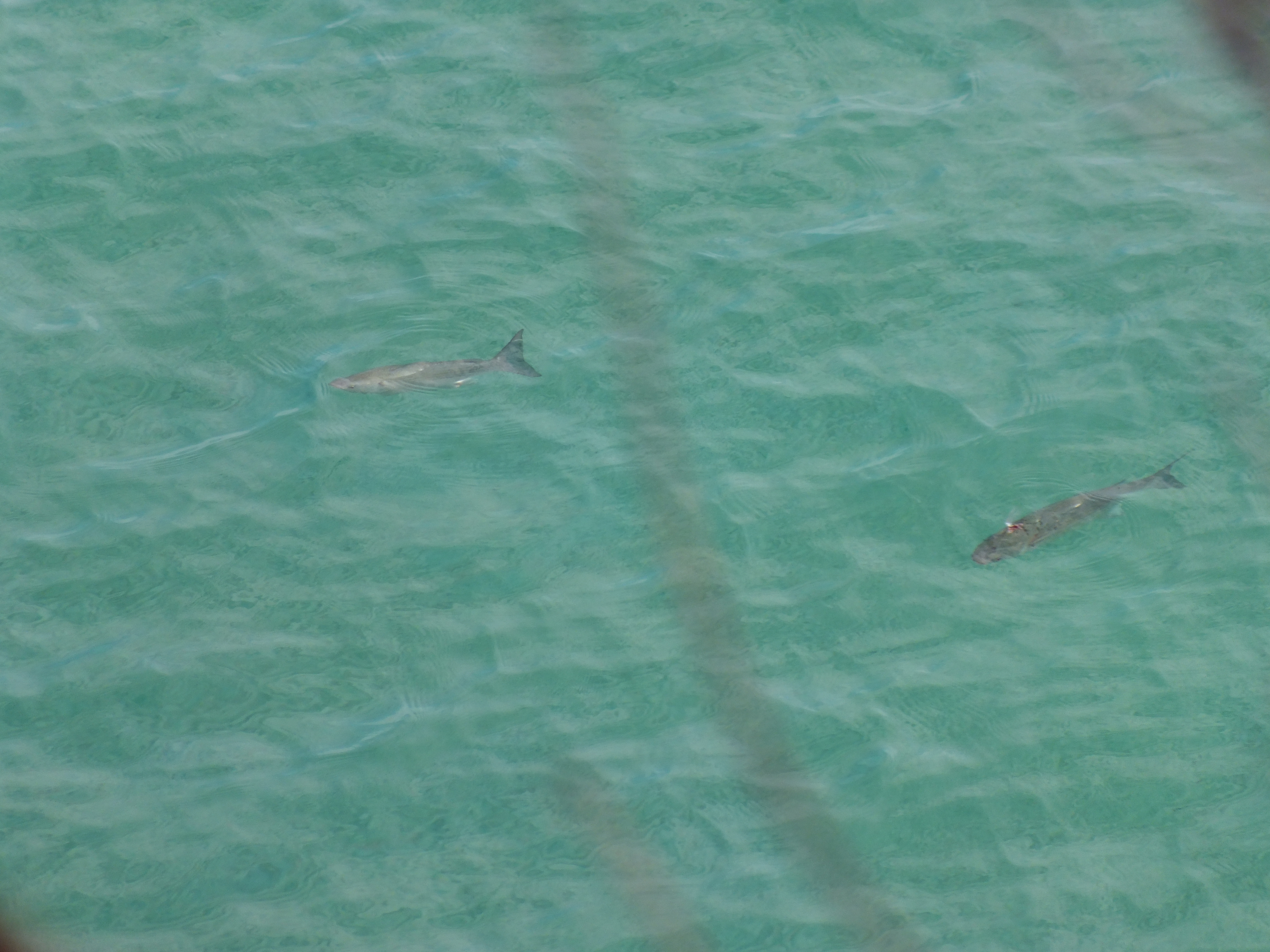 Maigre commun nageant dans une eau côtière claire.