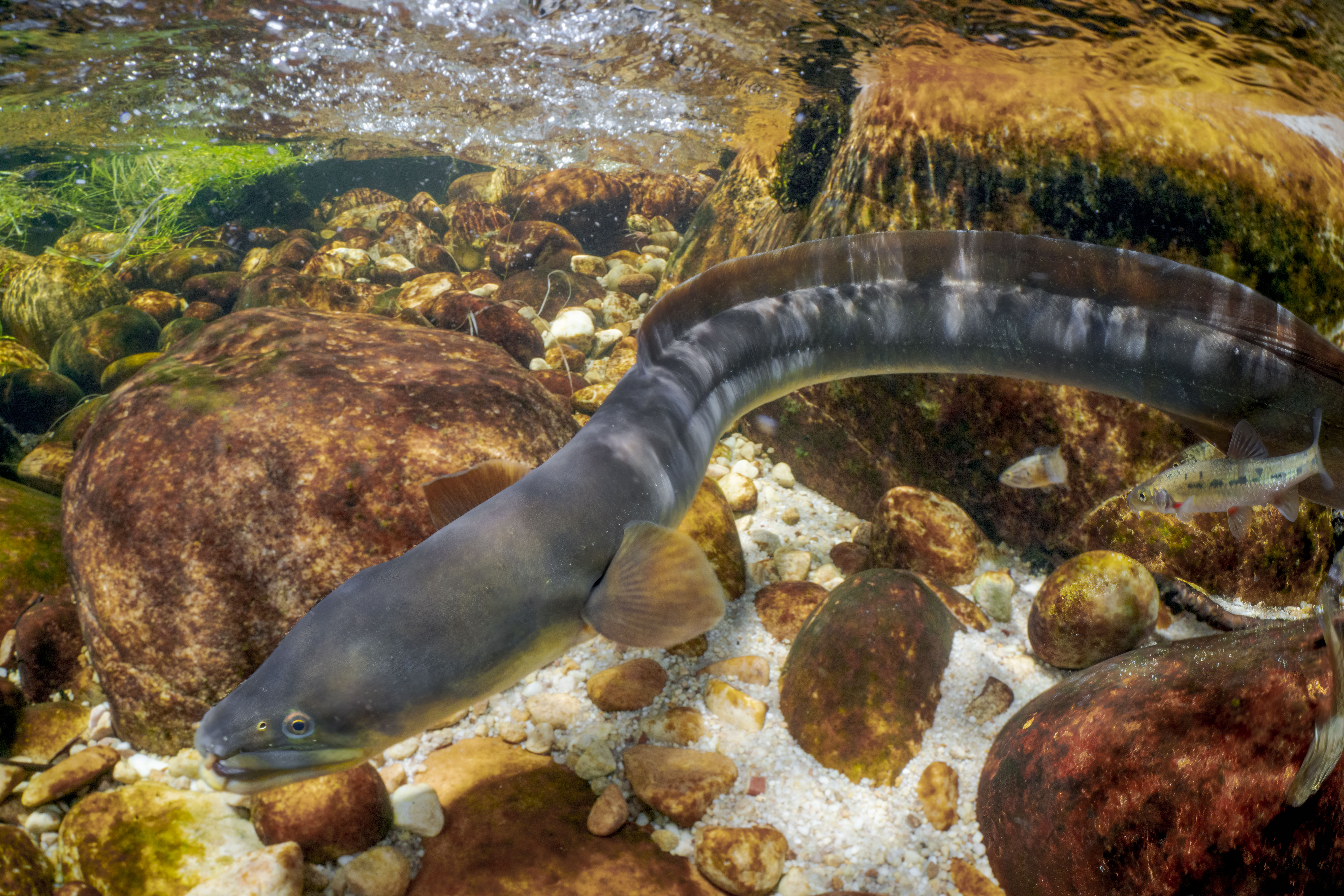 Anguille d’Europe au corps serpentiforme dans l’eau.