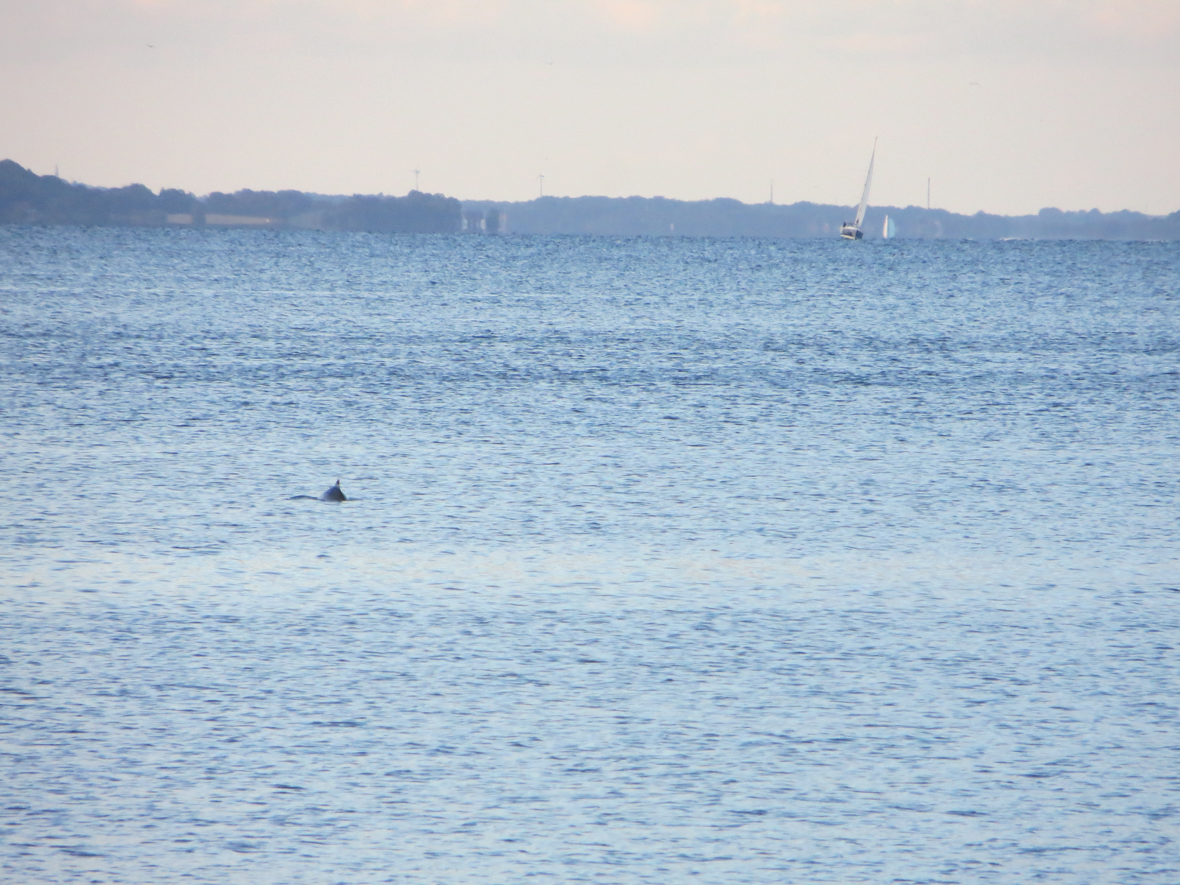 Marsouin commun observé dans un fjord, dorsale visible.