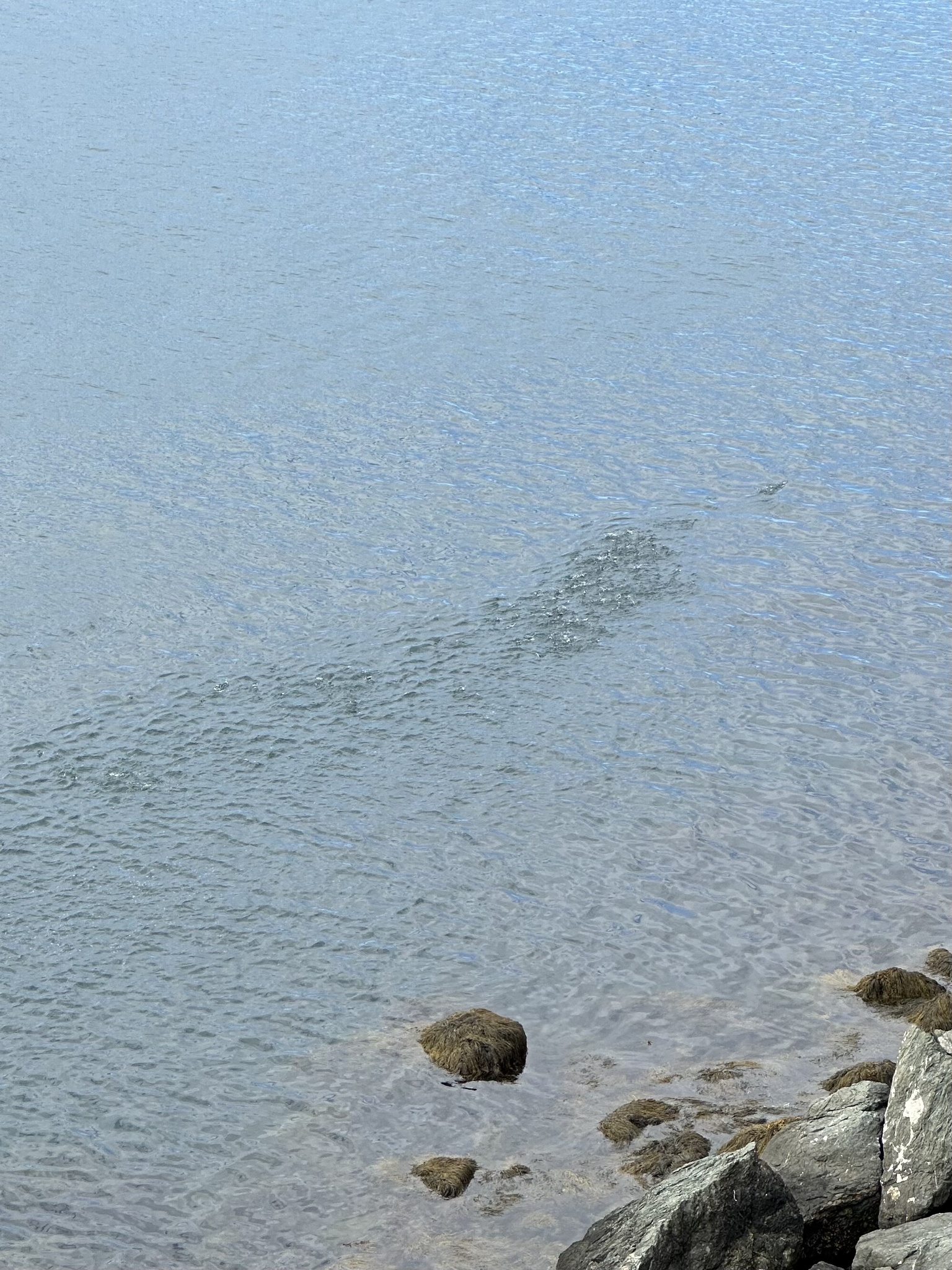Banc de maquereaux communs nageant en pleine eau.