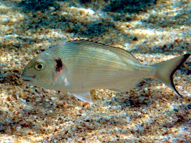 Dorade royale photographiée en mer en Sardaigne.