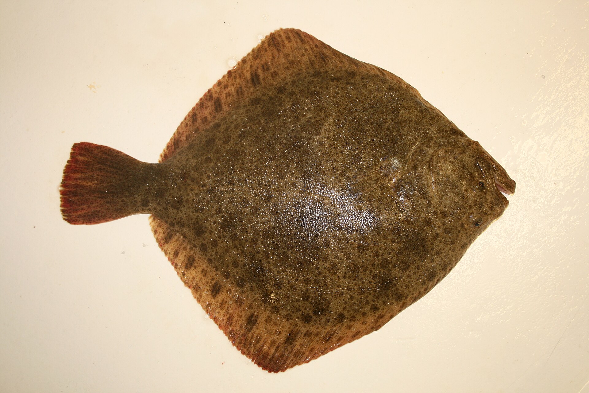 Turbot montrant sa silhouette presque circulaire.
