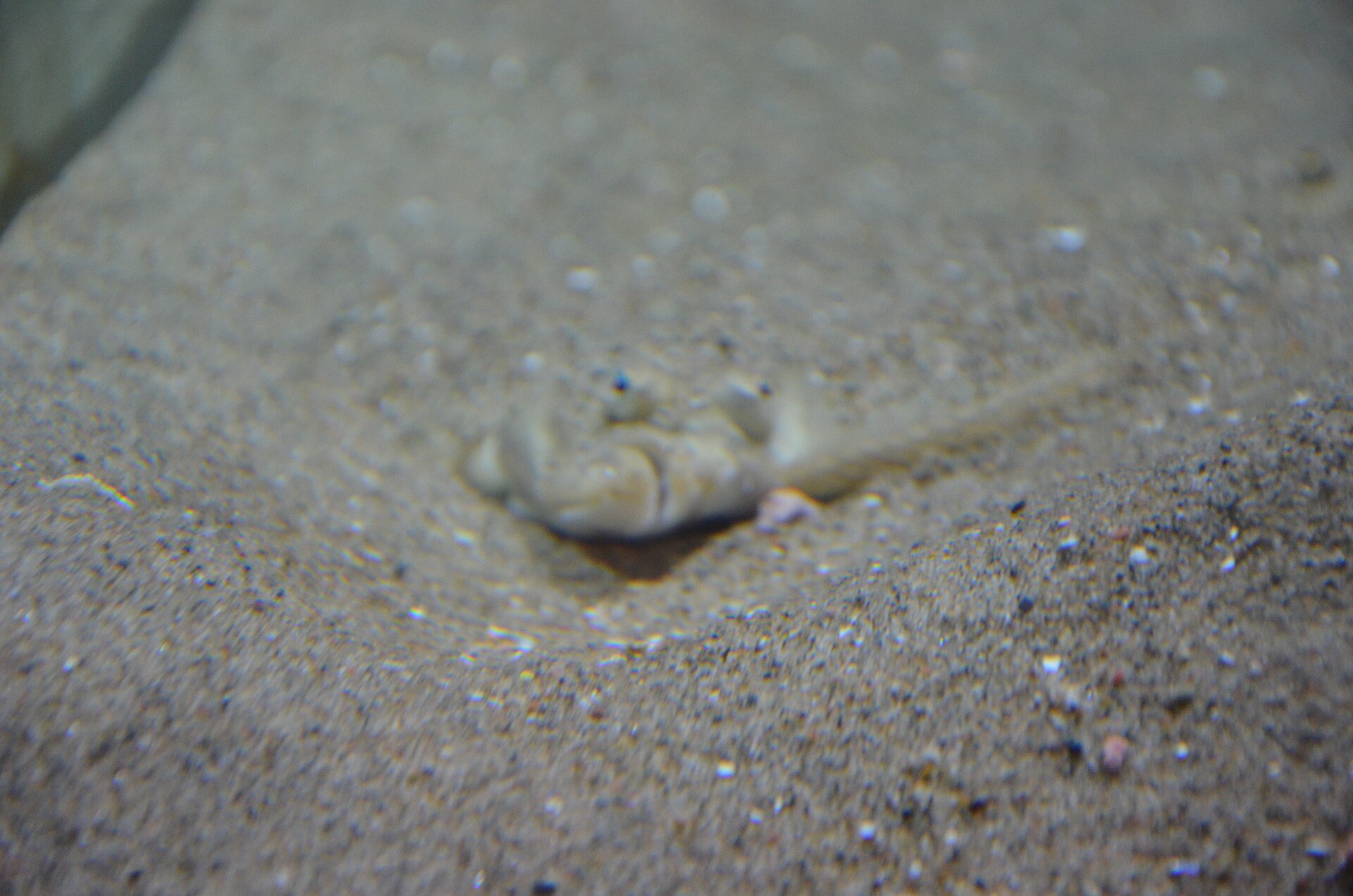 Turbot camouflé sur un fond sableux.