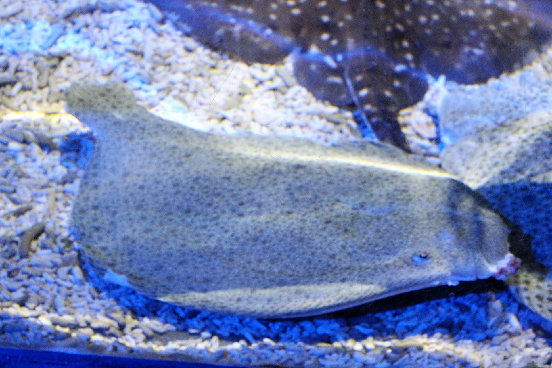 Vue rapprochée d’un turbot.