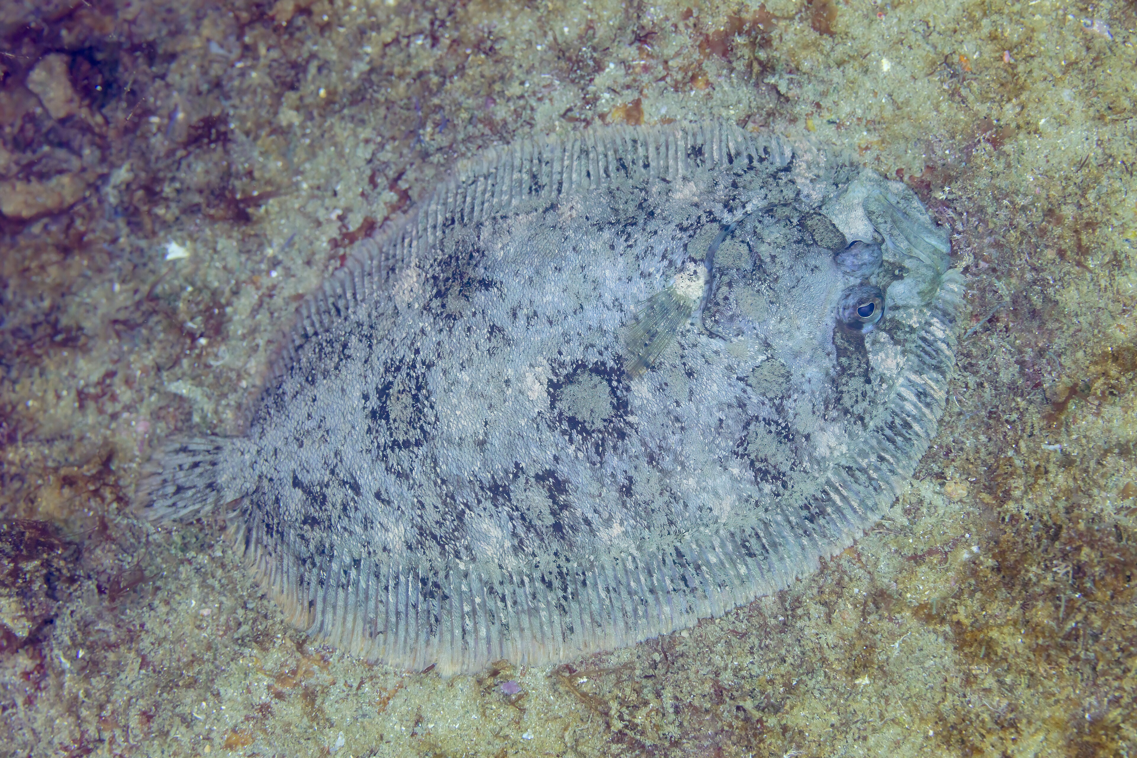 Sole commune de profil dans son habitat benthique.