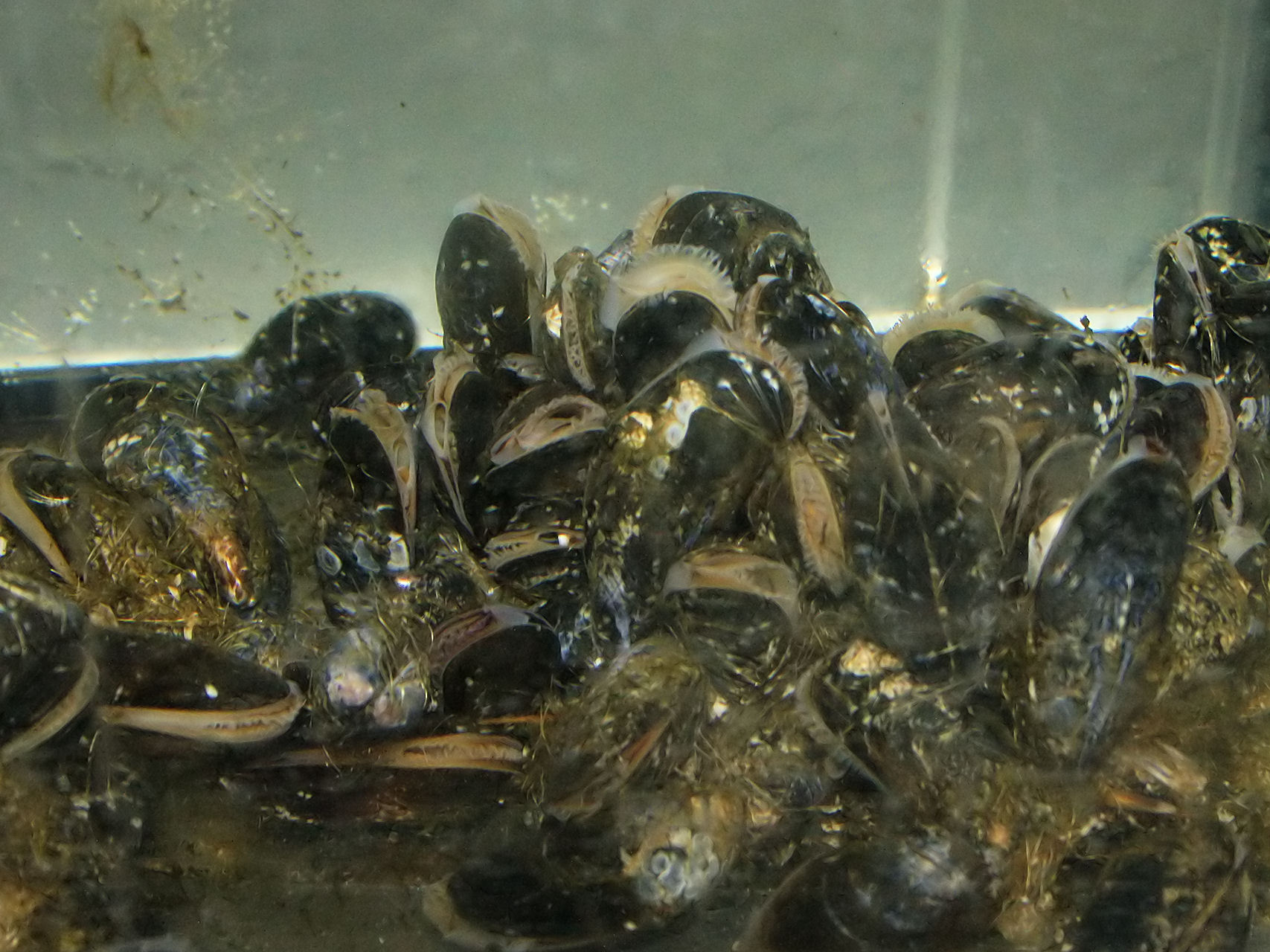 Moule commune vivante montrant sa coquille sombre.