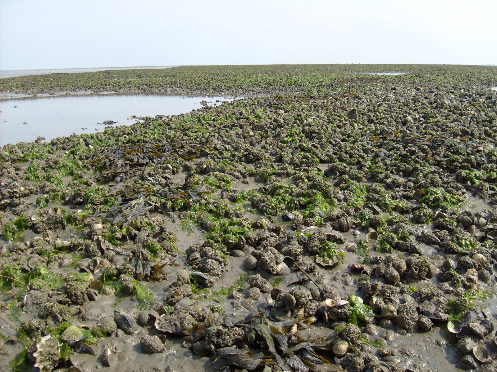 Banc naturel comprenant des moules communes sur l’estran.