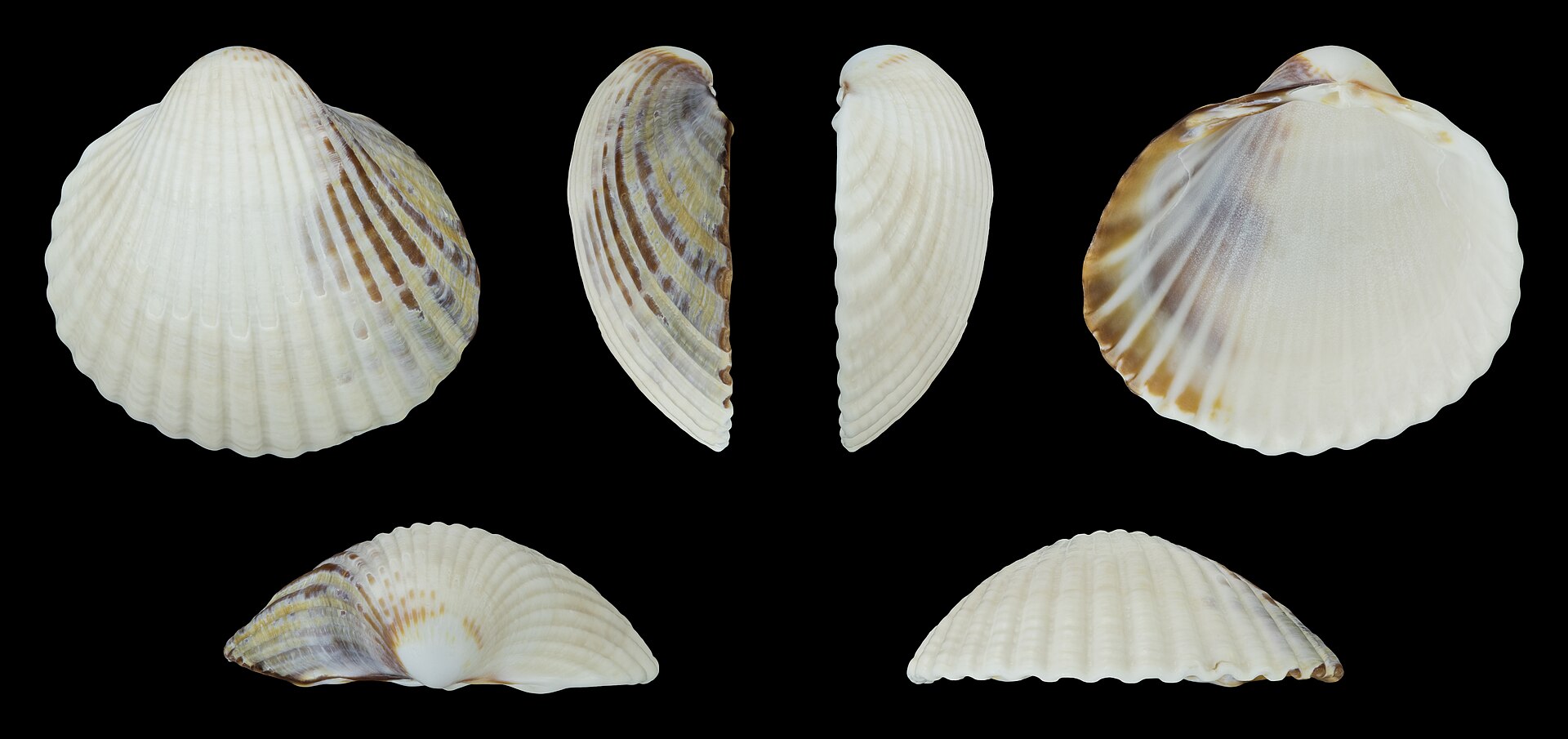 Variations de couleur de la coquille d’une coque commune.