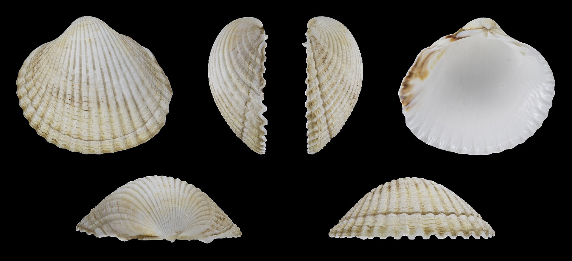 Coquille de coque commune montrant ses côtes rayonnantes.