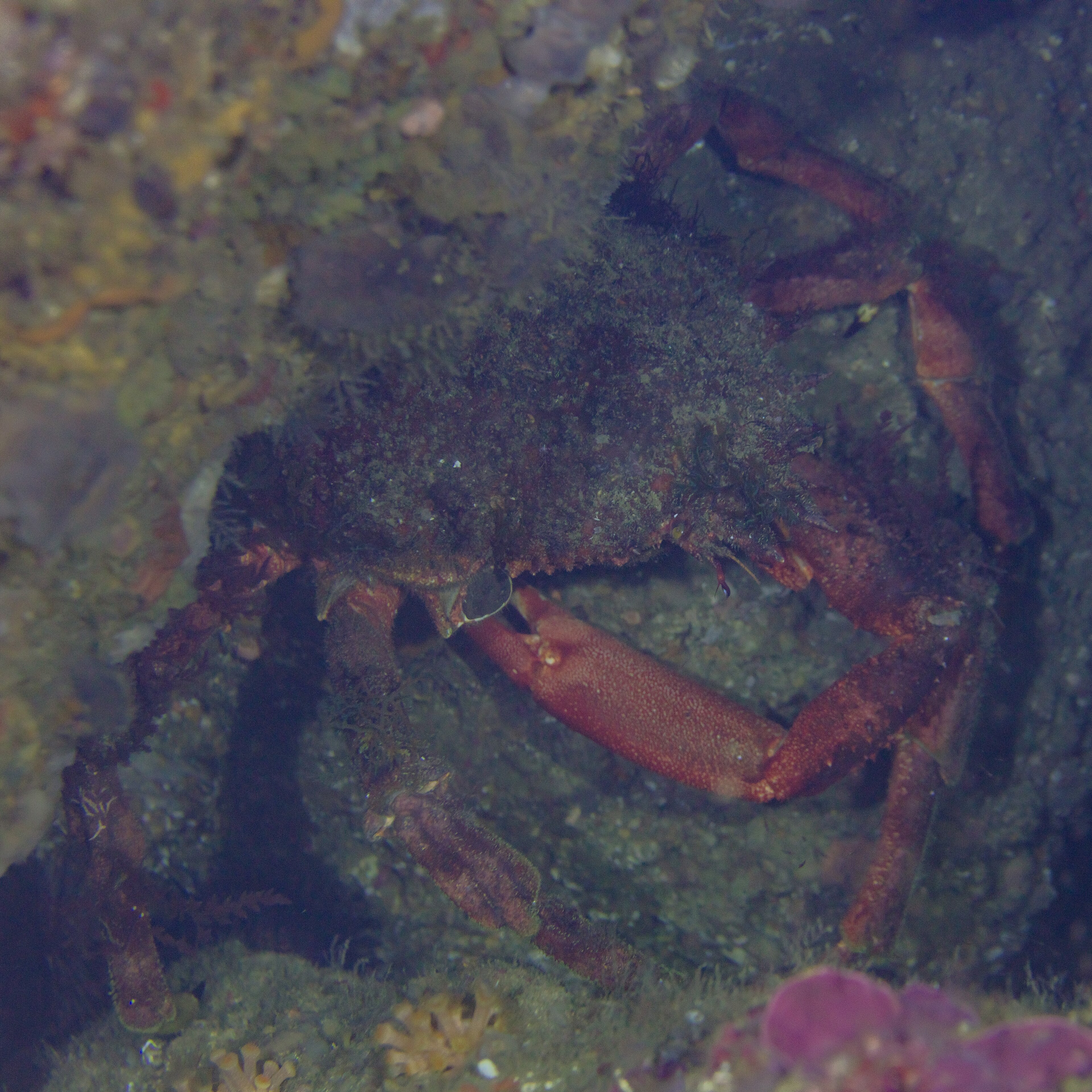 Araignée de mer dans son habitat rocheux sous-marin.