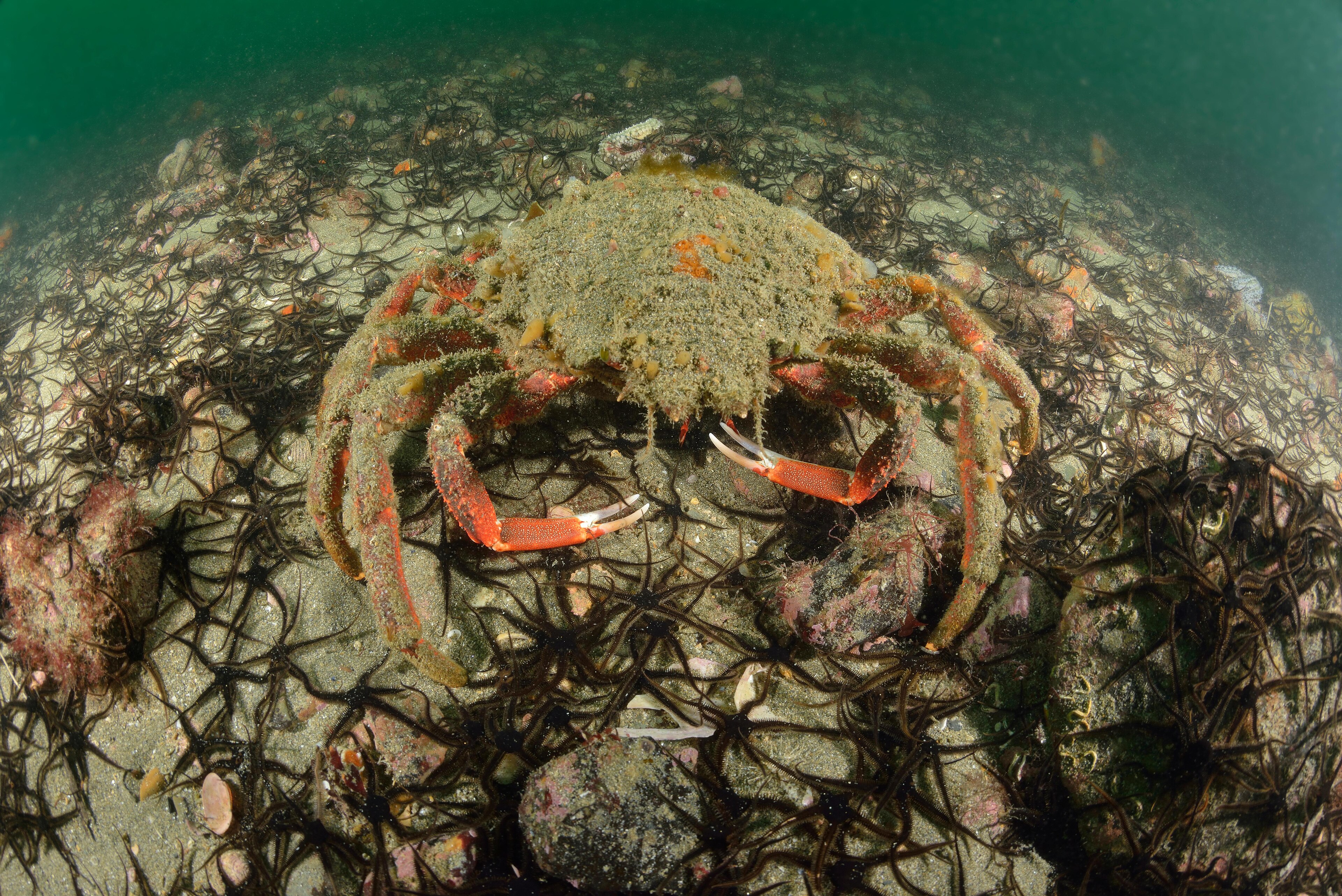 Araignée de mer sur un fond sableux couvert d’ophiures.