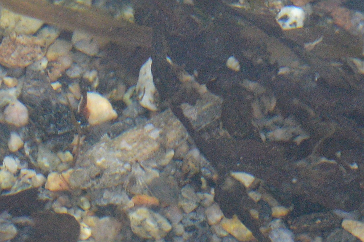 Gobie commun dans un habitat côtier peu profond.