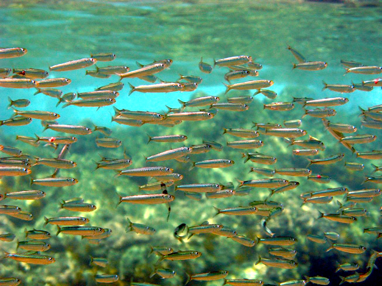 Sardine d’Europe montrant son corps argenté.