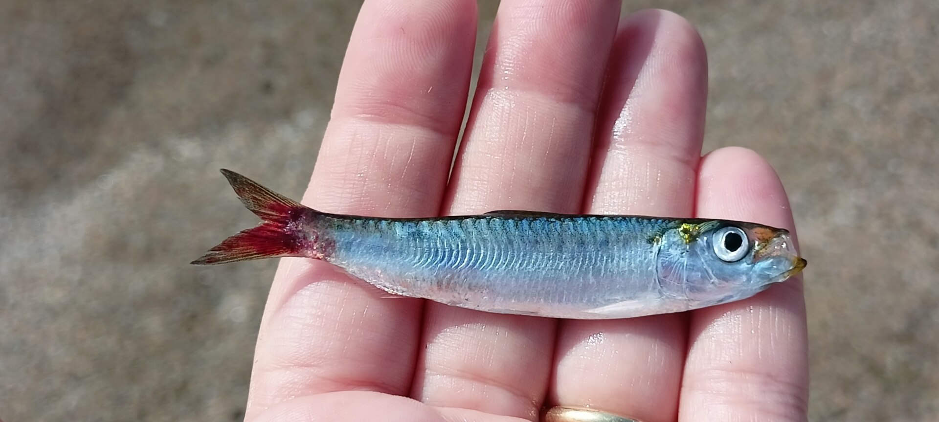 Sardine d’Europe dans une eau claire.