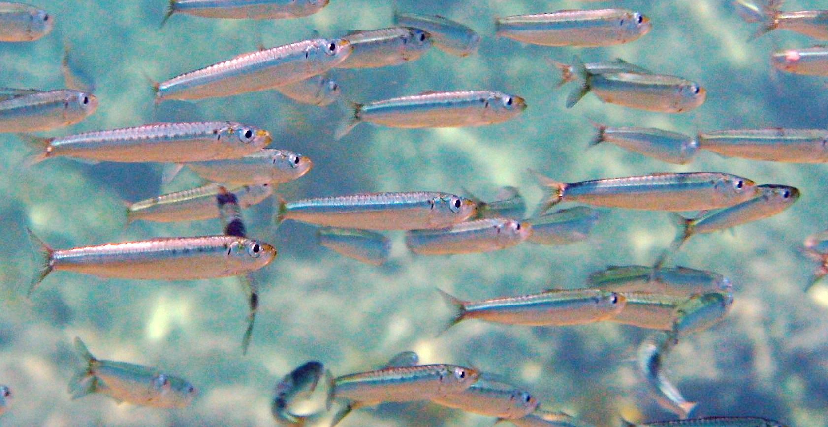 Sardine d’Europe vue de profil en mer.