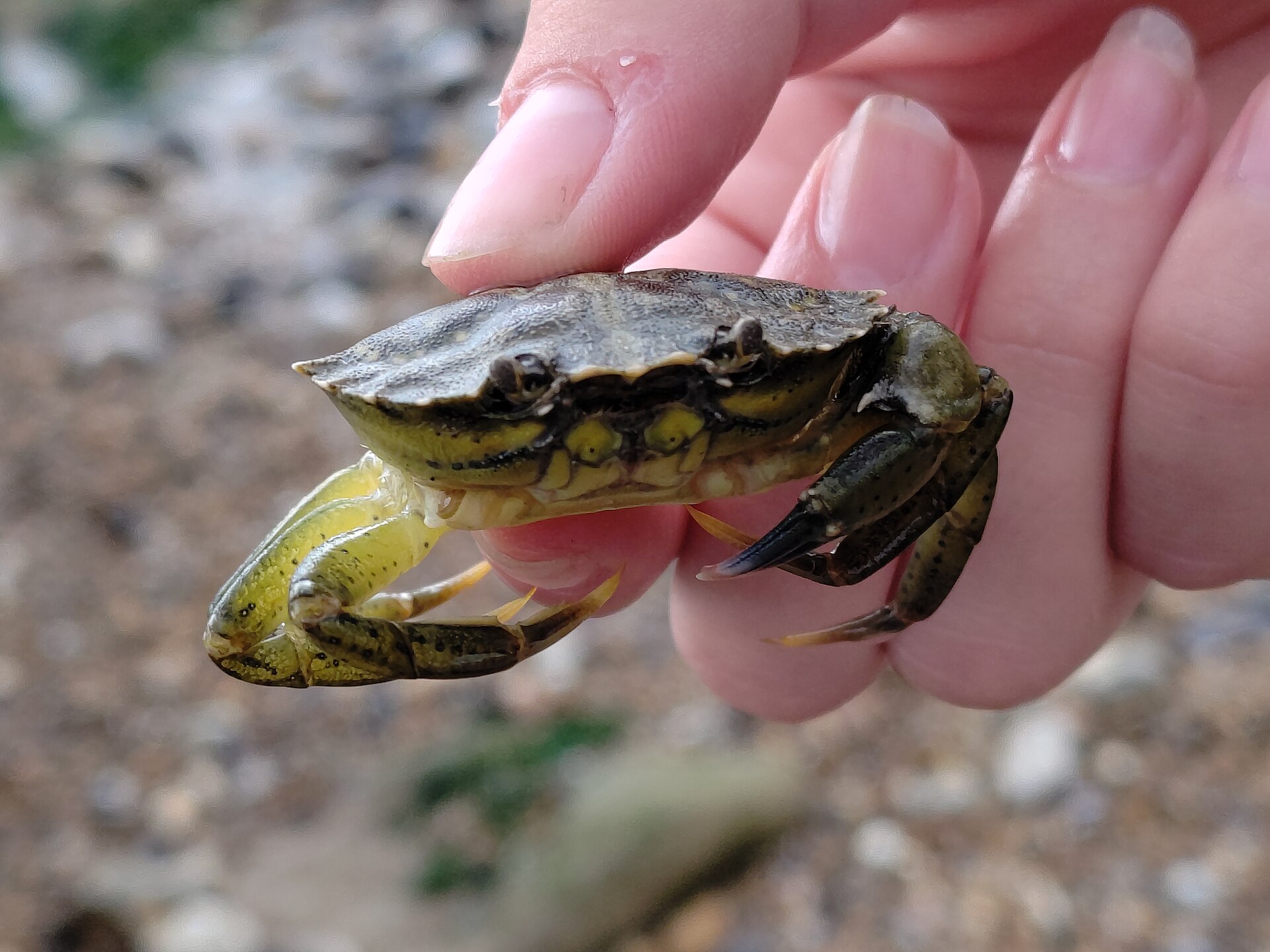 Carapace et pinces d’un crabe vert.