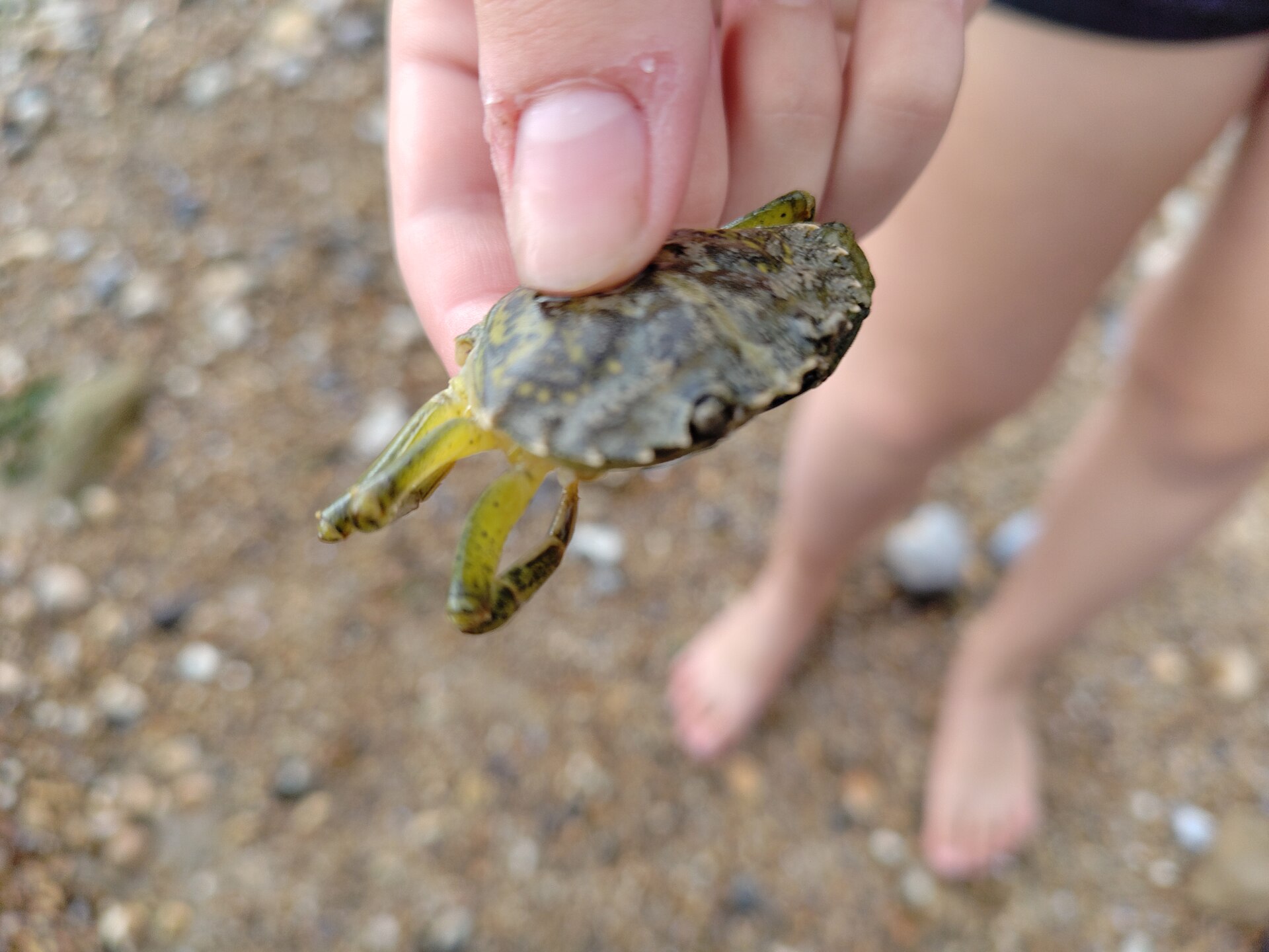 Crabe vert dans une flaque de l’estran.