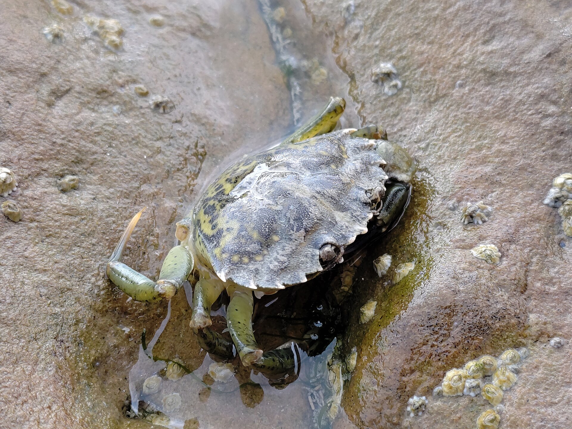 Crabe vert observé dans son habitat côtier.