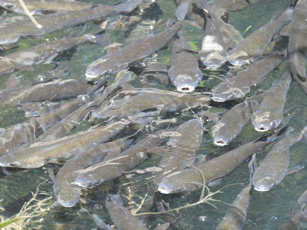 Banc de mulets porcs dans une eau côtière peu profonde.