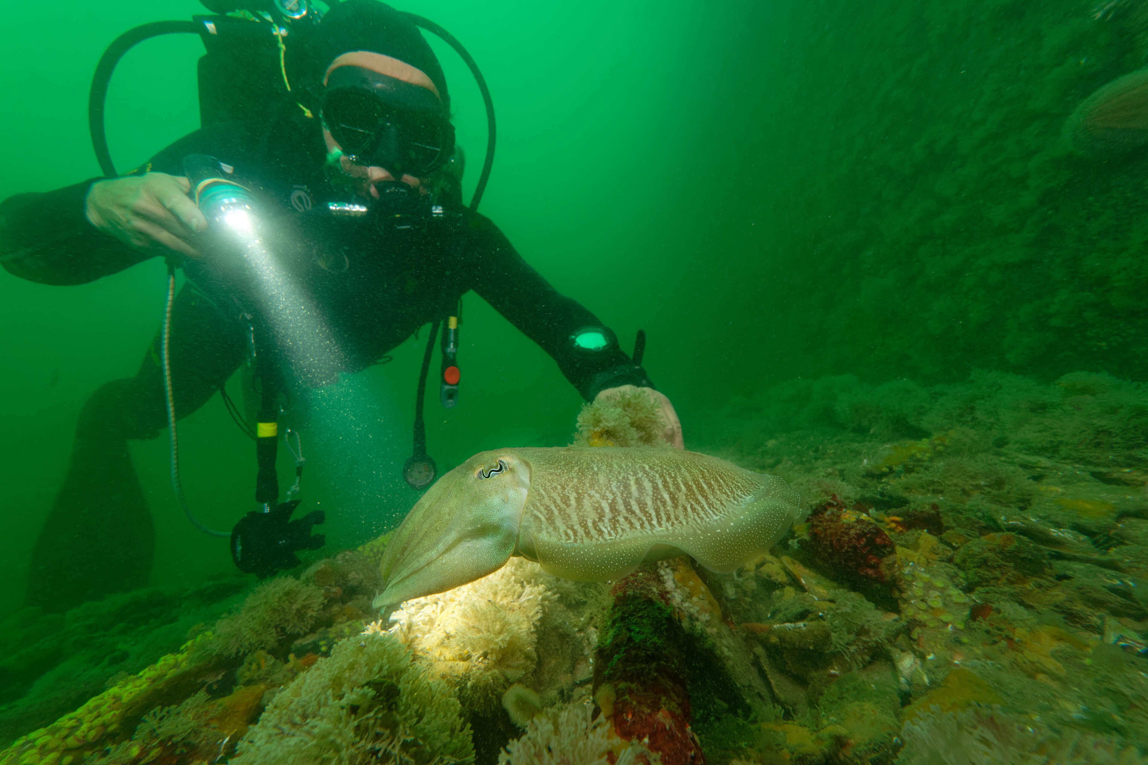 Seiche commune nageant au-dessus du fond.