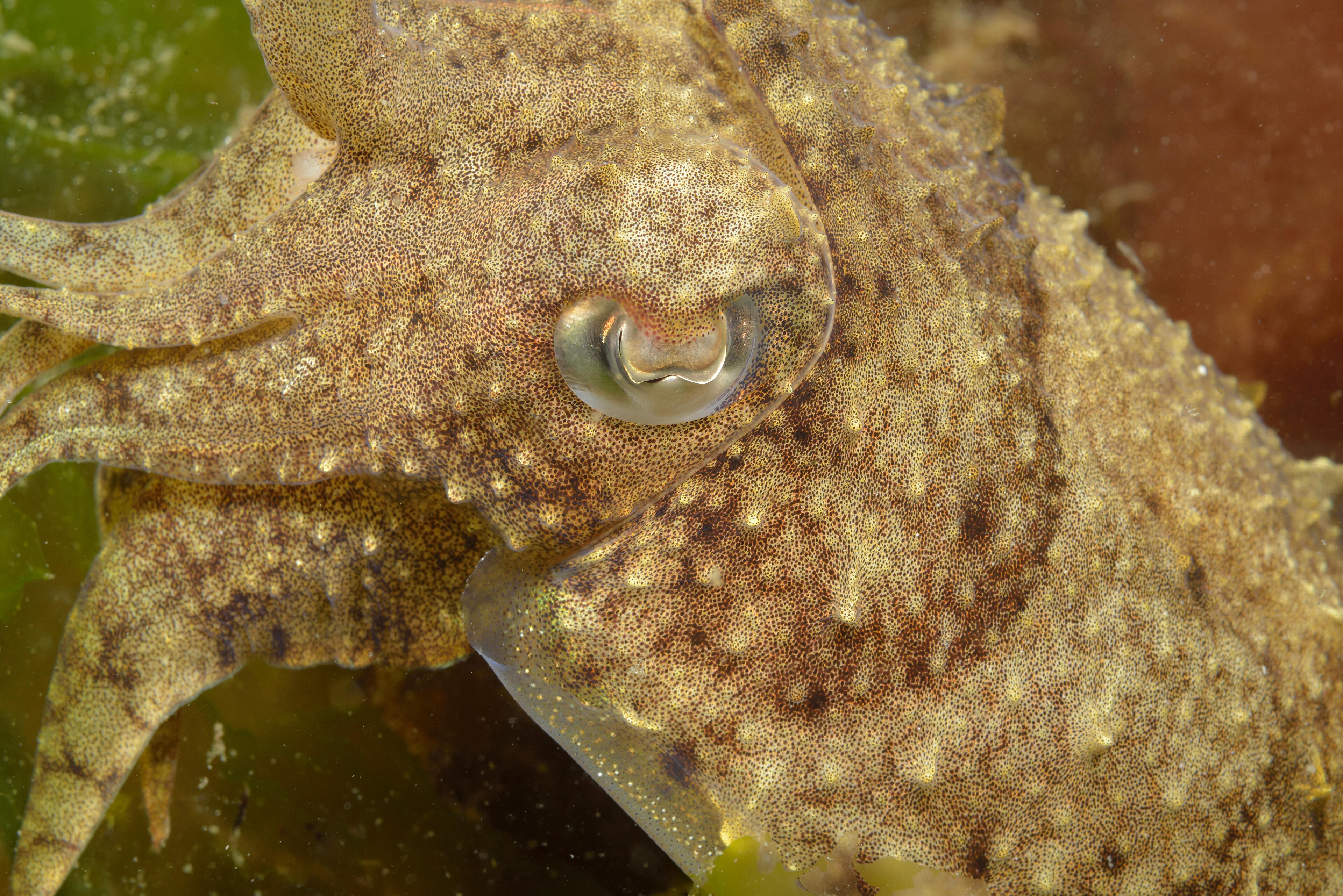 Seiche commune camouflée sur un fond marin.